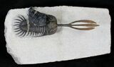 Trident Walliserops Trilobite With Phacops #23861-4